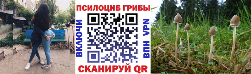 Псилоцибиновые грибы Psilocybe  закладка  Правдинск 